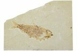 Bargain, Fossil Fish (Knightia) - Green River Formation #224497-1